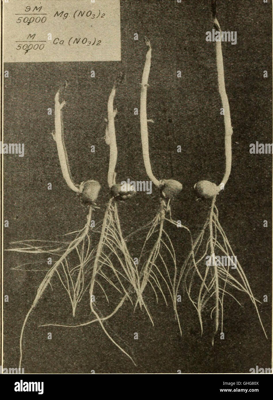 Cette étude de 1912 étudie comment les racines des plantes absorbent et excrètent les sels, en se concentrant sur les effets de la concentration et de la composition de la solution dans le processus. La recherche fournit un aperçu de la physiologie des plantes et du rôle des facteurs environnementaux dans l'absorption des nutriments. Banque D'Images