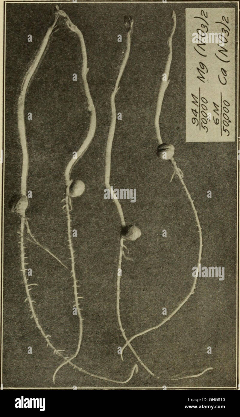 Cette étude de 1912 étudie comment les racines des plantes absorbent et excrètent les sels en fonction de la concentration et de la composition des solutions de culture, contribuant ainsi à la compréhension de la physiologie des plantes. Banque D'Images