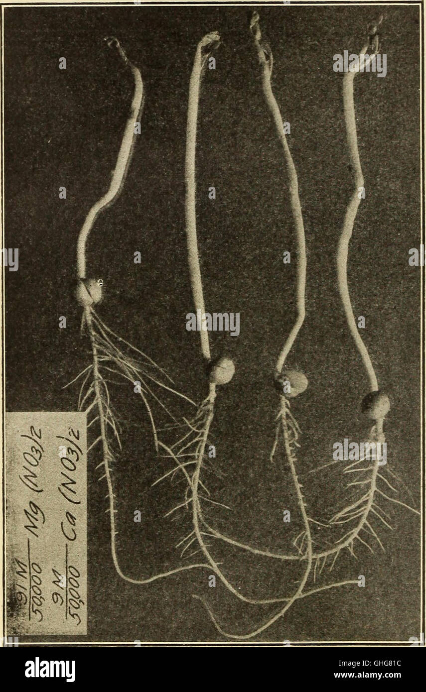 Une étude scientifique de 1912 sur la façon dont les plantes absorbent et excrètent les sels par leurs racines, en se concentrant sur les effets de la concentration et de la composition des solutions de culture sur la croissance des plantes. Banque D'Images