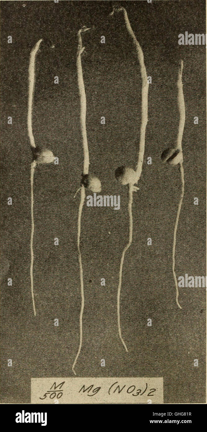 Ce travail traite des processus par lesquels les racines des plantes absorbent et excrètent les sels, examinant les effets de diverses concentrations et compositions de solutions de culture sur ces processus. Il fournit un aperçu de la façon dont les facteurs environnementaux influencent la nutrition et la croissance des plantes. Banque D'Images