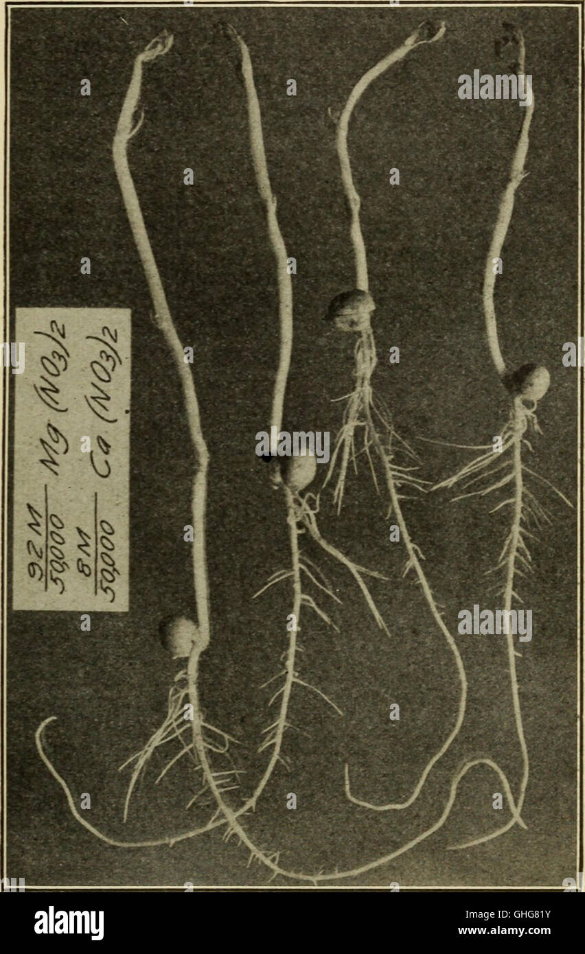 Cette étude scientifique de 1912 explore comment les racines des plantes absorbent et excrètent les sels, en se concentrant sur les effets de la concentration et de la composition des solutions de culture. Banque D'Images