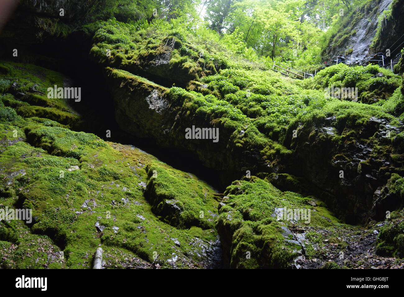 Des roches couvertes de mousse à l'entrée de la grotte Scarisoara Banque D'Images