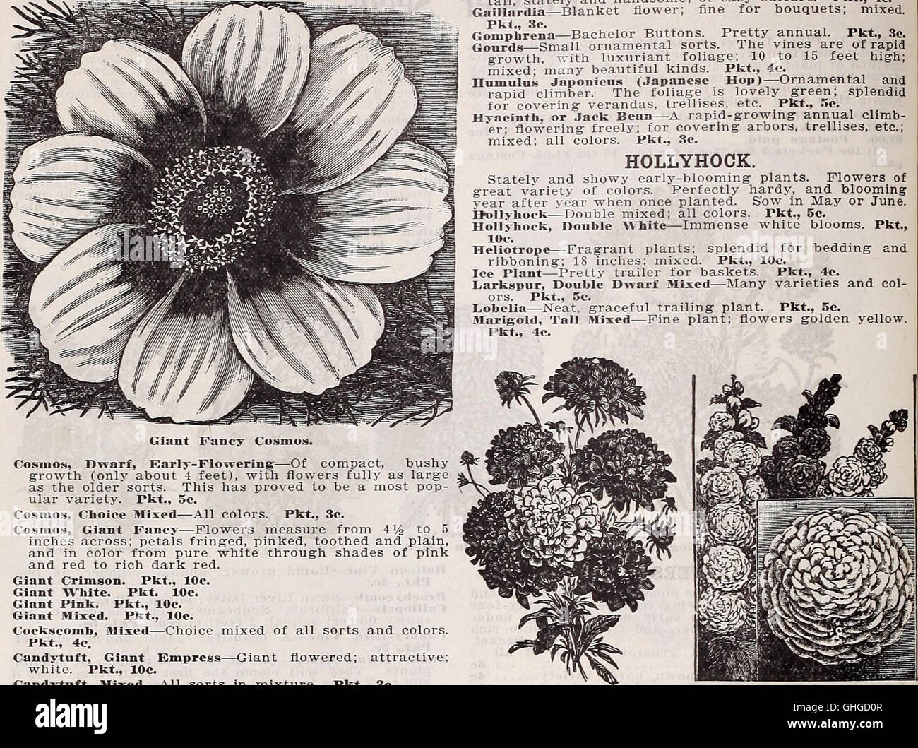 Annuel du Schwill catalogue descriptif - graines de grande classe, les arbres et les plantes (1910) Banque D'Images