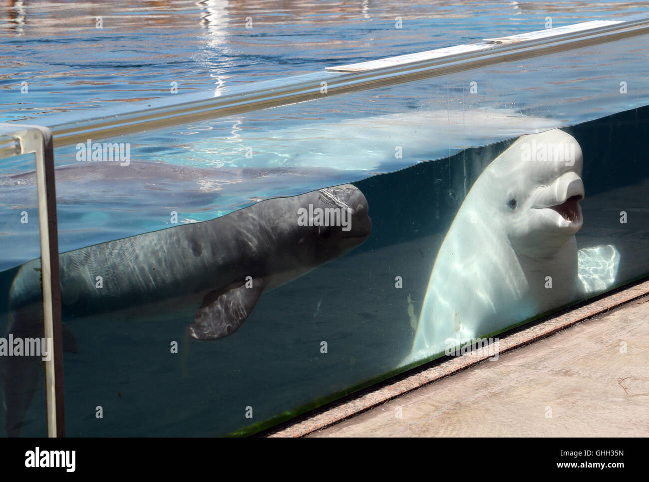 Yokohama, Japon. 5 Août, 2016. Un bébé de deux mois béluga nage près de sa mère au Hakkeijima Sea Paradise aquarium à Yokohama dans la banlieue de Tokyo, le vendredi, 5 août 2016. Le bébé est né béluga à l'aquarium le 6 juin et maintenant 170cm de longueur et pesant 85kg. © Yoshio Tsunoda/AFLO/Alamy Live News Banque D'Images