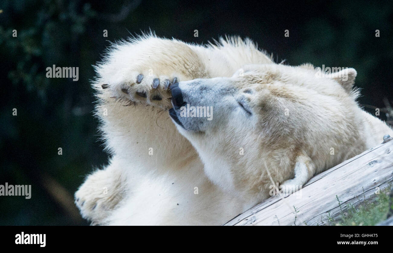 Berlin, Allemagne. 14Th Sep 2016. Un ours couché sur le dos dans un enclos au du Tiergarten à Berlin, Allemagne, 14 septembre 2016. PHOTO : PAUL ZINKEN/dpa/Alamy Live News Banque D'Images