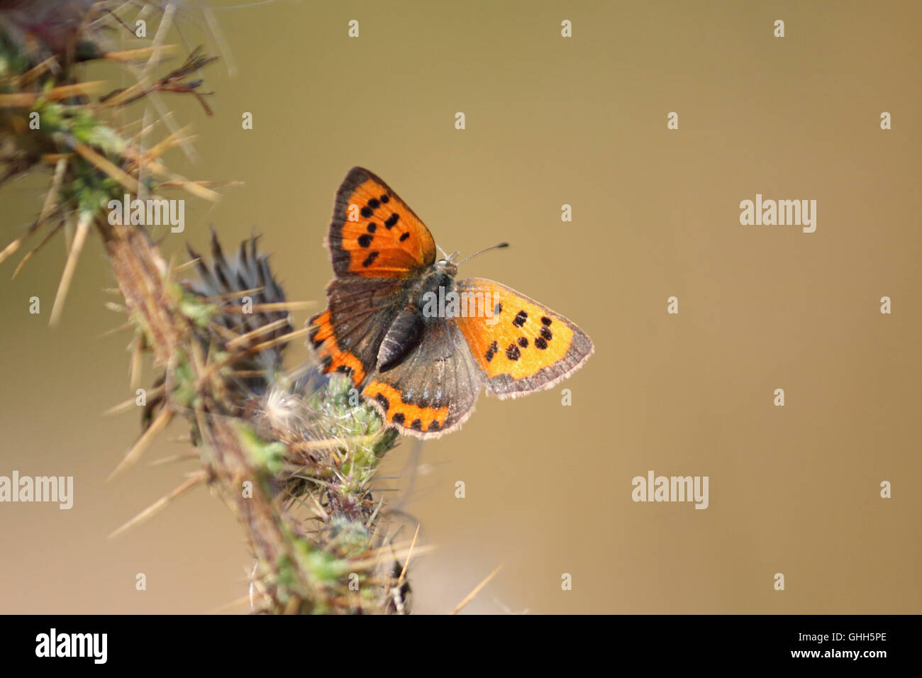 Richmond Park, SW London, Royaume-Uni. 14 septembre 2016. Un petit papillon de cuivre sur un chardon bush à Richmond Park, le Royal Deer Park dans le sud-ouest de Londres. Banque D'Images