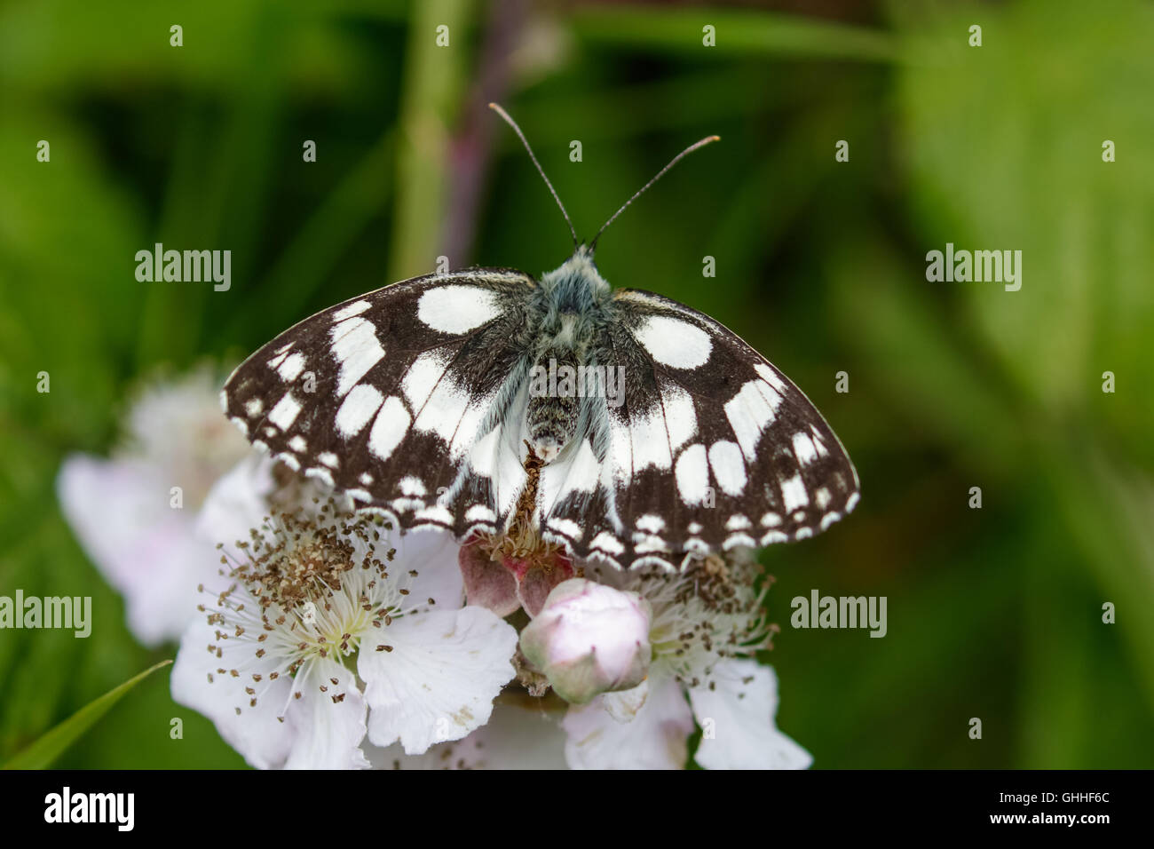 Vue de dessus d'un papillon blanc marbré (Melanargia galathea) sur fleur rose. Banque D'Images