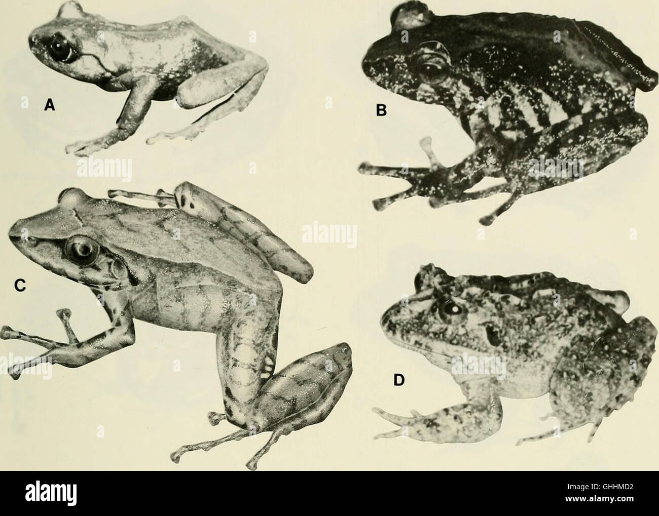 Cette étude de 1980 se concentre sur le genre Eleutherodactylus, en particulier sur les pentes amazoniennes des Andes équatoriennes. Il examine les espèces de l'ordre des Anouras, famille des Leptodactylidae, contribuant à la compréhension de la biodiversité des amphibiens. Banque D'Images
