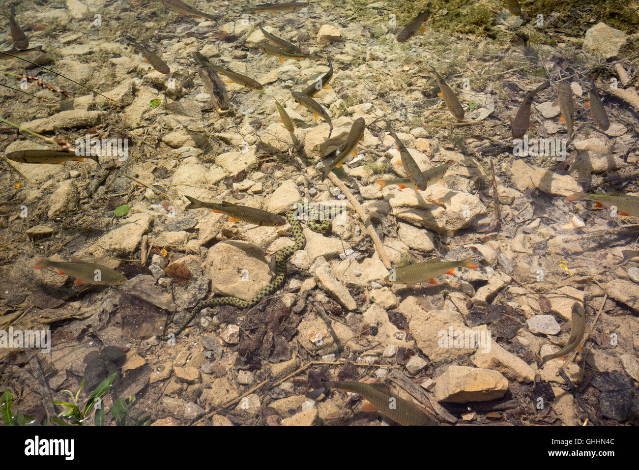 Dans le parc national des Lacs de Plitvice (Croatie), un serpent (Natrix tessellata dés) méné chasse (Squalius cephalus) à partir d'un se cacher. Banque D'Images