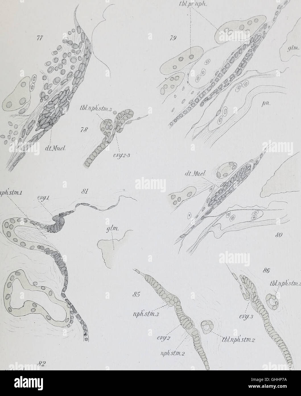 Le développement de l'mesonephras et le conduit de Müller dans Amphibia (1904) Banque D'Images