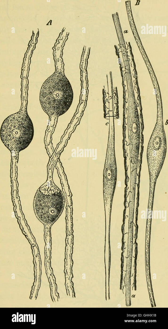 Ce travail de 1896 explore le rôle du cerveau dans les fonctions de l’esprit, abordant des sujets liés aux neurosciences, à la psychologie et aux fondements physiologiques des processus mentaux. Banque D'Images