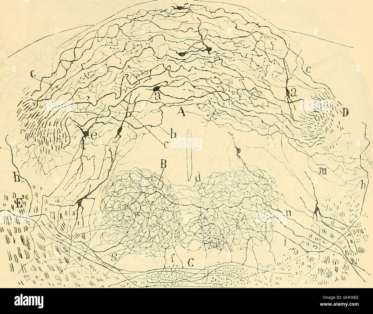 Cette étude de 1896 contribue à la compréhension de la médulla oblongata, du cervelet et des origines des nerfs crâniens, faisant progresser les connaissances en neuroanatomie. Banque D'Images