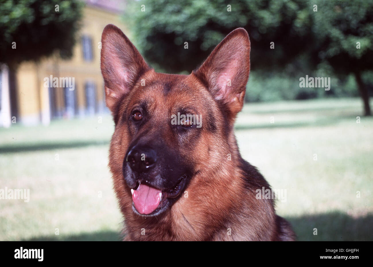 Eine ungewöhnliche Zeitungsmeldung erregt die Aufmerksamkeit von Commissaire Brandtner. Angeblich ist ein Jugendlicher in einem Park von einem Hund totgebissen worden. Die Beschreibung der tödlichen Wunden läßt Brandtner stutzig : werden auf diese Weise würde kein Hund - gar nicht schon angreifen, ohne von einem Menschen zu erhalten den Befehl gabés haben. Bild : REX Regie : Olaf Kreinsen aka. Rex rächt sich Banque D'Images