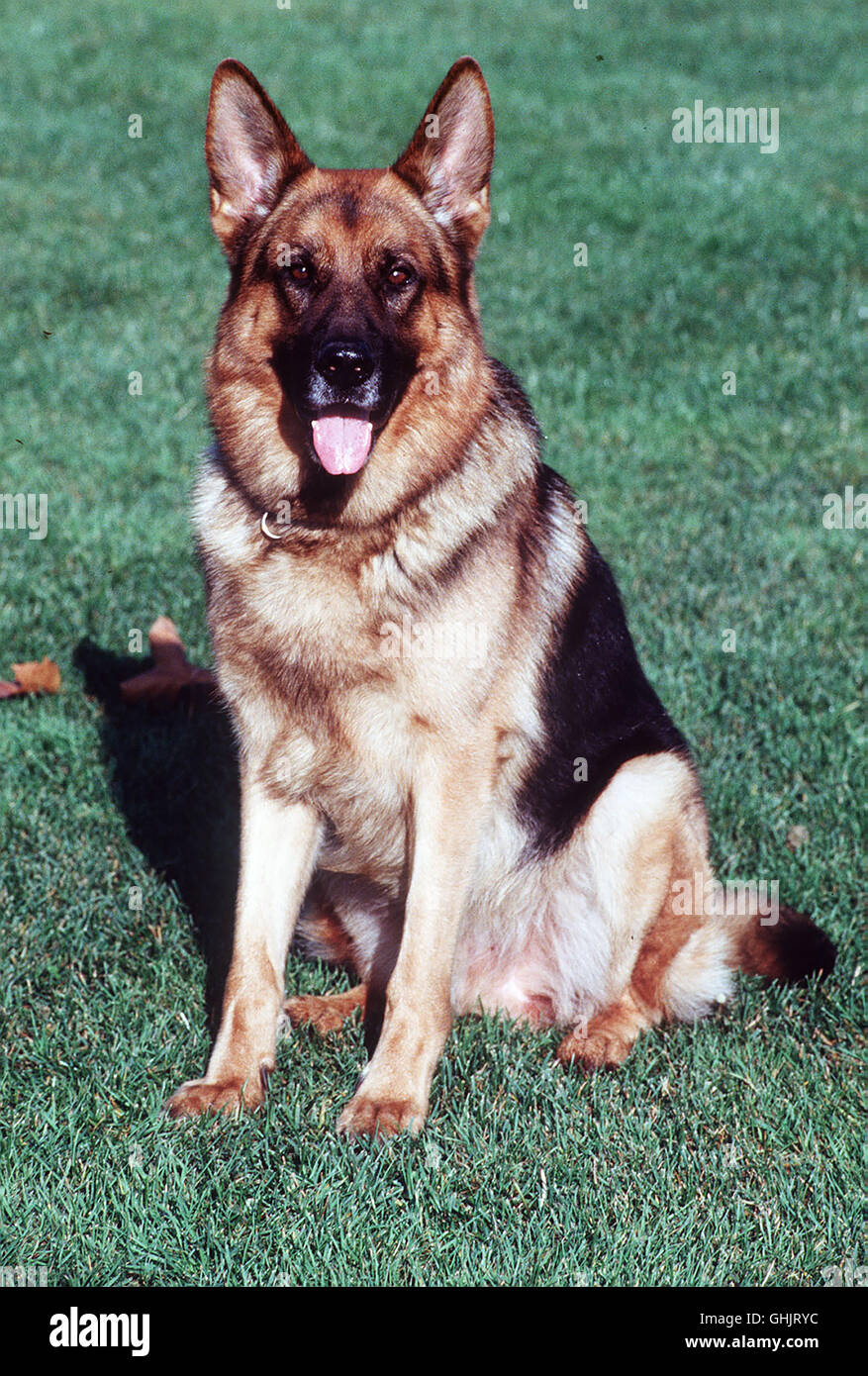 Auf einem Verschubbahnhof Obdachloser gefunden worden ist, der unter Umständen mysteriösen ums Leben ist gekommen. Possibilité d'zur Ermittlung Die unique ist für Brandtner und sich unter infiltration Rex, die Obdachlosen mélange zu. Bild : Schäferhund REX Regie : Bodo Fürneisen aka. Giftgas Banque D'Images
