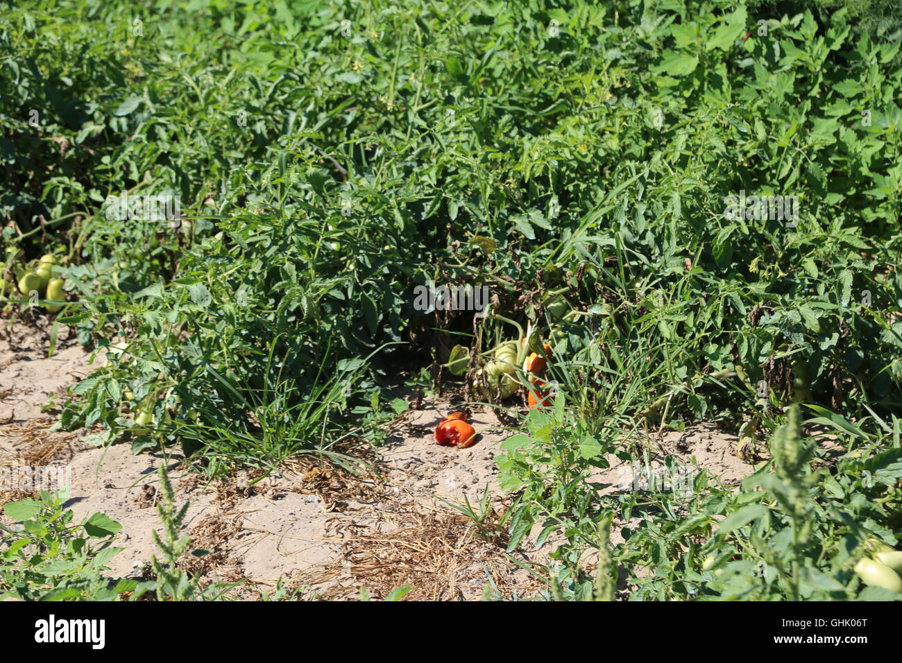 Tomates mûres rouges dans grande ferme jardin Banque D'Images