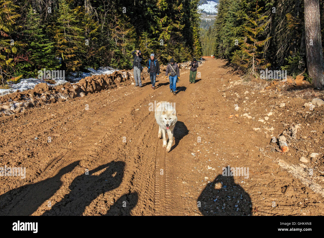 Les loups à pied avec des visiteurs lors d'une visite guidée à pied de loup dans la forêt et jouer dans la neige près de Golden en Colombie-Britannique. Banque D'Images
