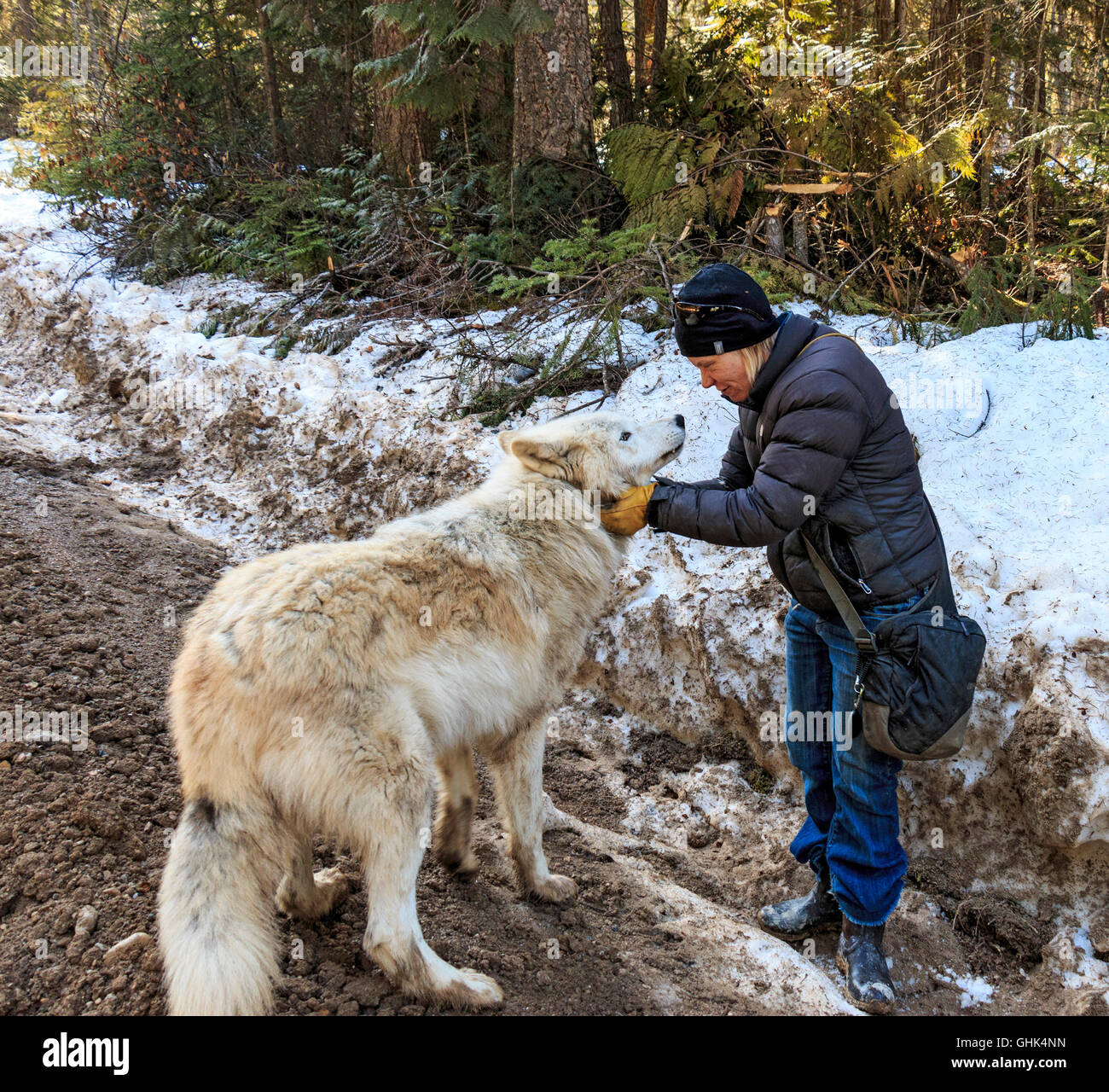 Guide et propriétaire du centre Shelley Black d'obligations avec l'un de ses loups pendant un loup à pied avec les visiteurs dans la forêt près de Golden en Colombie-Britannique. Banque D'Images