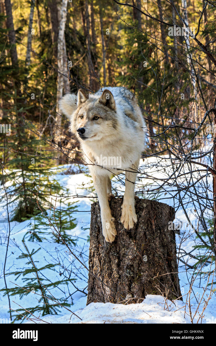 Les loups à pied avec des visiteurs lors d'une visite guidée à pied de loup dans la forêt et jouer dans la neige près de Golden en Colombie-Britannique. Banque D'Images