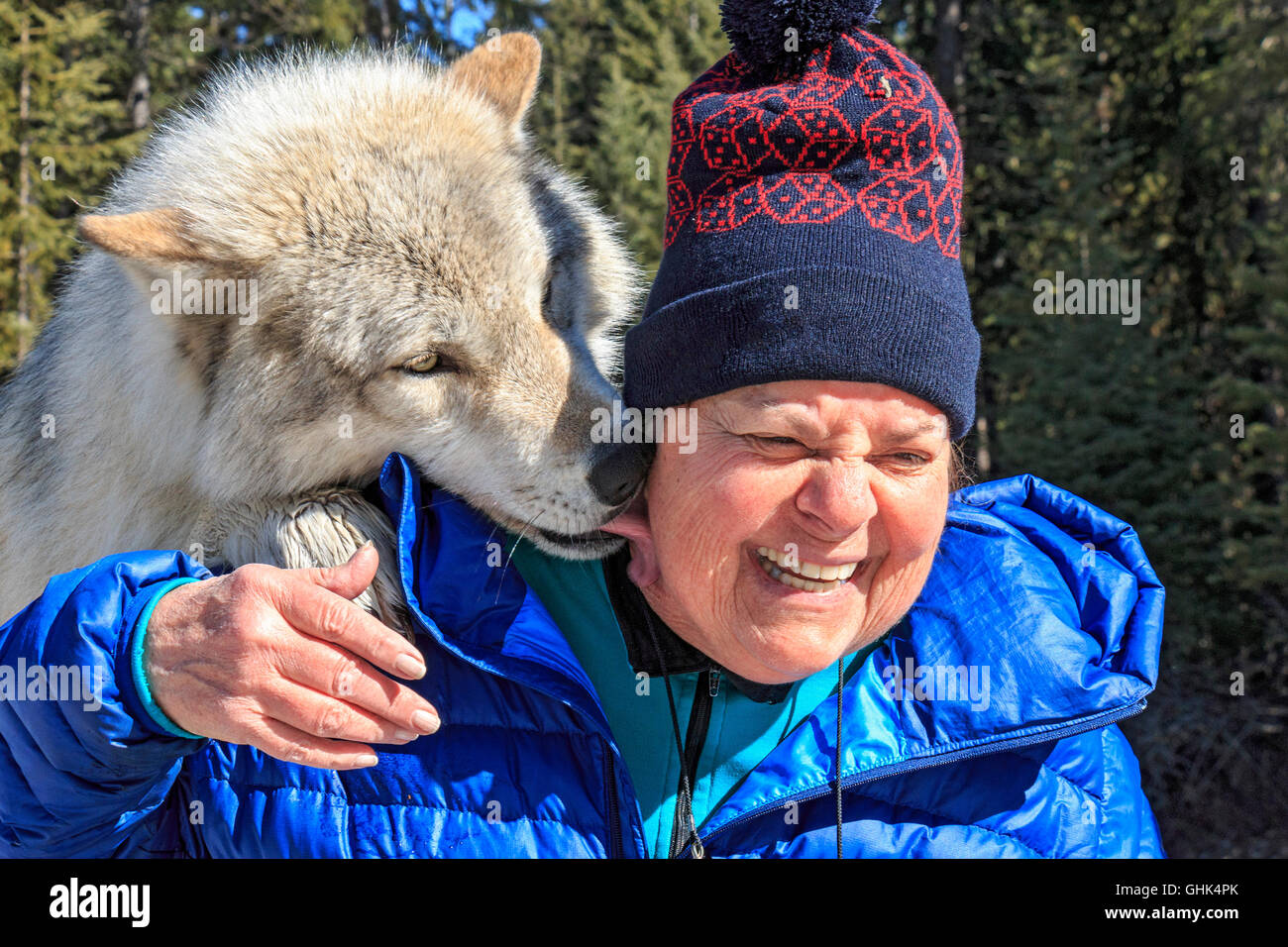 Rencontre femme Scrappy Dave, l'un des loups sur un loup visite guidée à pied à travers la forêt avec Northern Lights Centre Wolf Banque D'Images