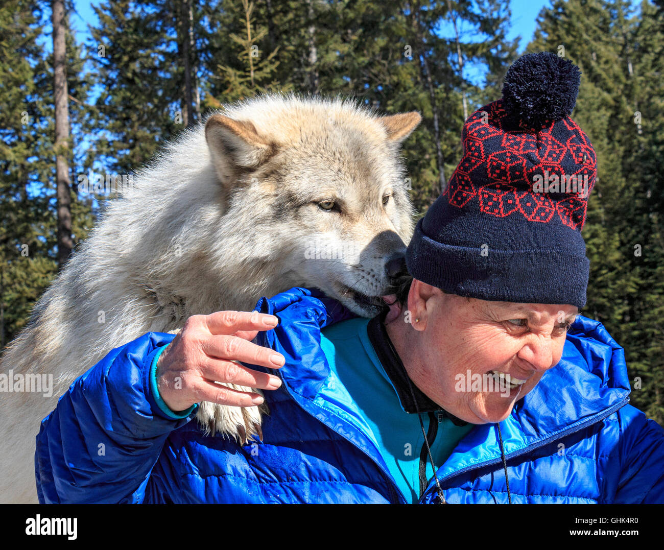 Rencontre femme Scrappy Dave, l'un des loups sur un loup visite guidée à pied à travers la forêt avec Northern Lights Centre Wolf Banque D'Images
