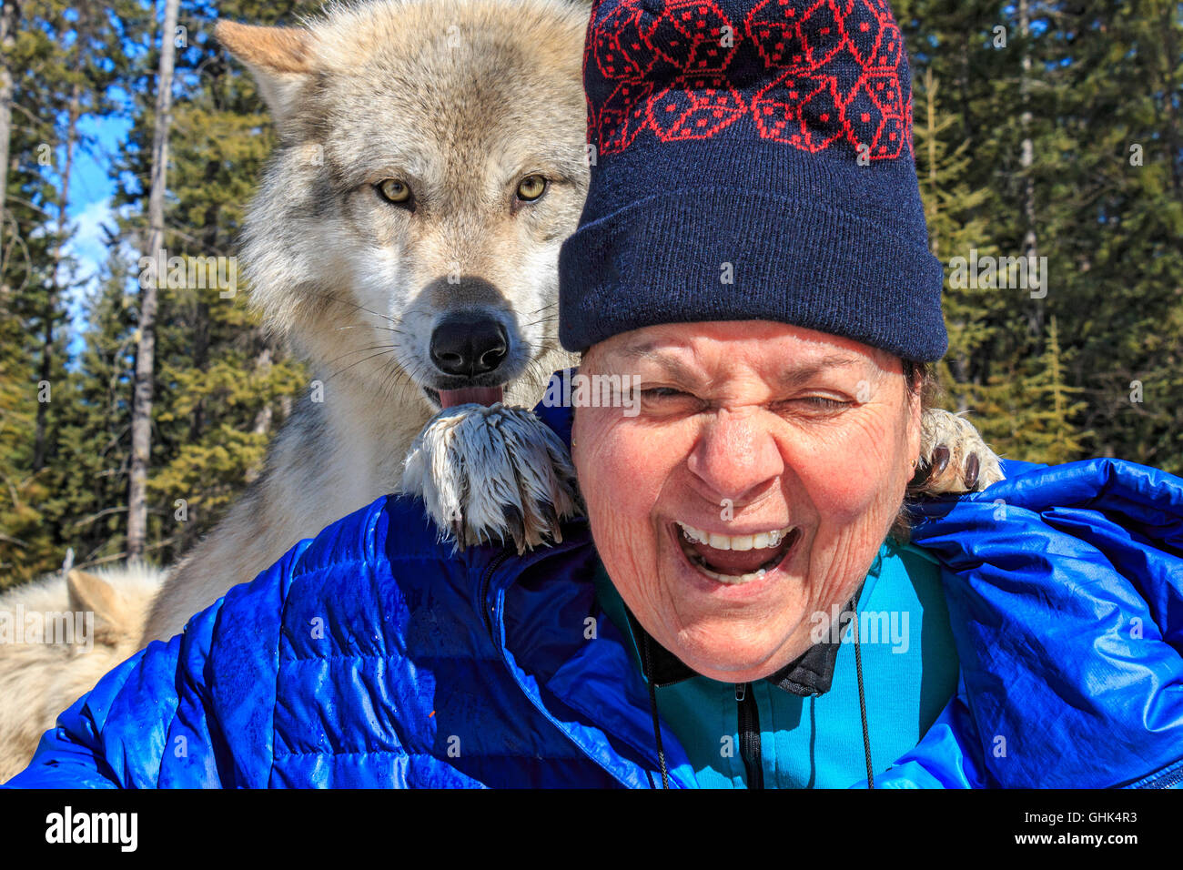 Rencontre femme Scrappy Dave, l'un des loups sur un loup visite guidée à pied à travers la forêt avec Northern Lights Centre Wolf Banque D'Images