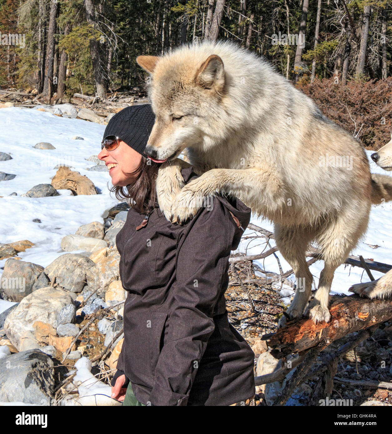 Rencontre femme Scrappy Dave, l'un des loups sur un loup visite guidée à pied à travers la forêt avec Northern Lights Centre Wolf Banque D'Images