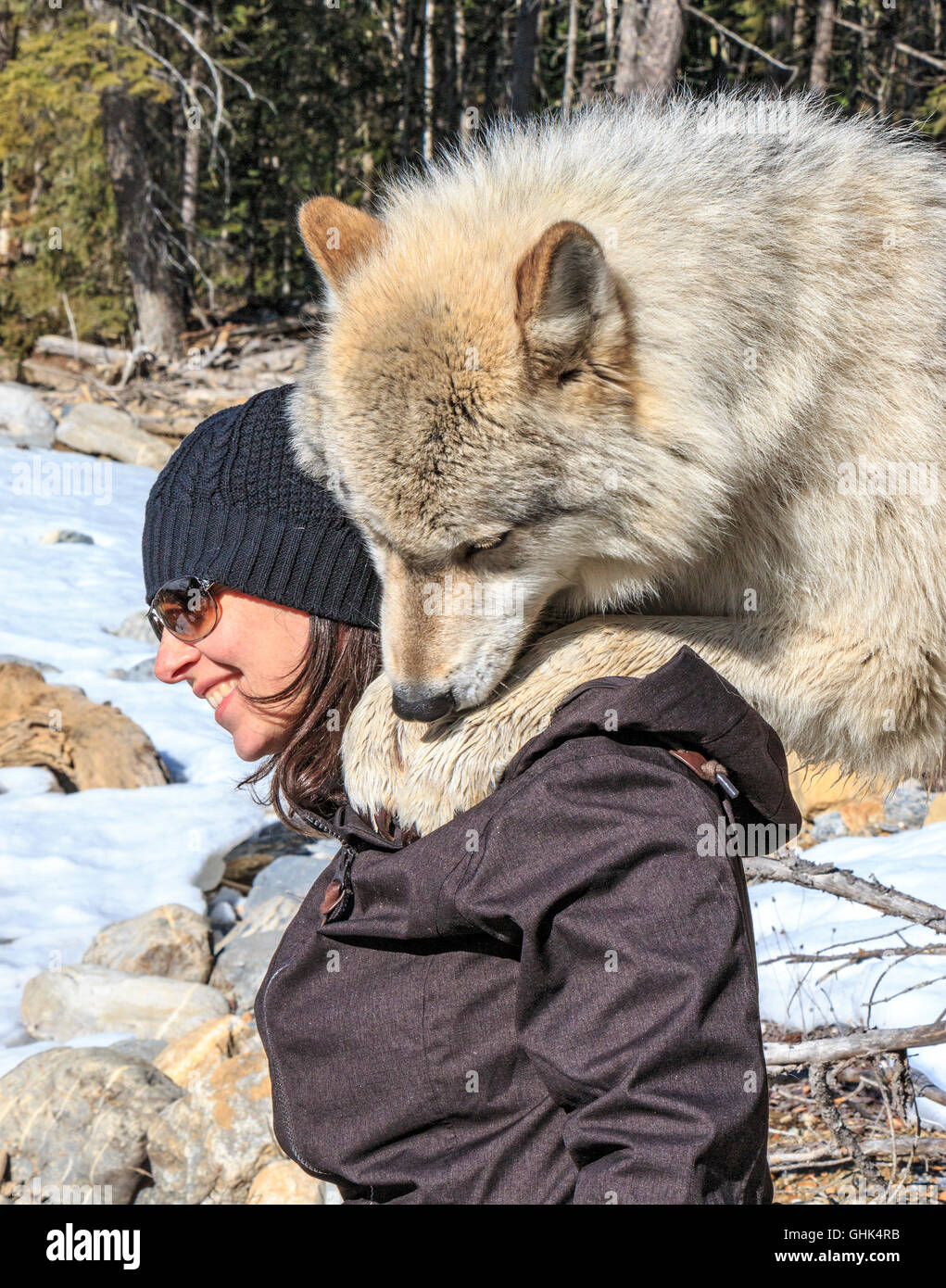 Rencontre femme Scrappy Dave, l'un des loups sur un loup visite guidée à pied à travers la forêt avec Northern Lights Centre Wolf Banque D'Images