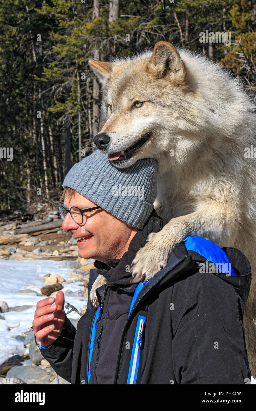 Homme rencontre Scrappy Dave, l'un des loups sur un loup visite guidée à pied à travers la forêt avec Northern Lights Centre Wolf Banque D'Images
