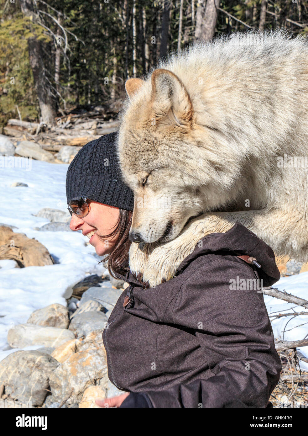 Rencontre femme Scrappy Dave, l'un des loups sur un loup visite guidée à pied à travers la forêt avec Northern Lights Centre Wolf. Banque D'Images