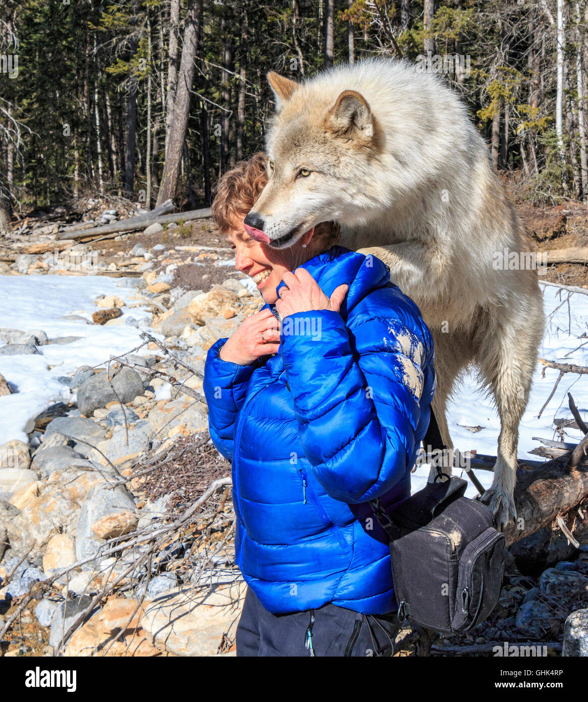 Rencontre femme Scrappy Dave, l'un des loups sur un loup visite guidée à pied à travers la forêt avec Northern Lights Centre Wolf. Banque D'Images