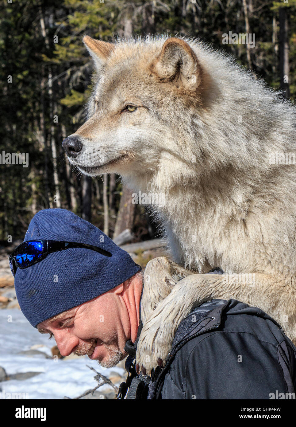 Homme rencontre Scrappy Dave, l'un des loups sur un loup visite guidée à pied à travers la forêt avec Northern Lights Centre Wolf Banque D'Images