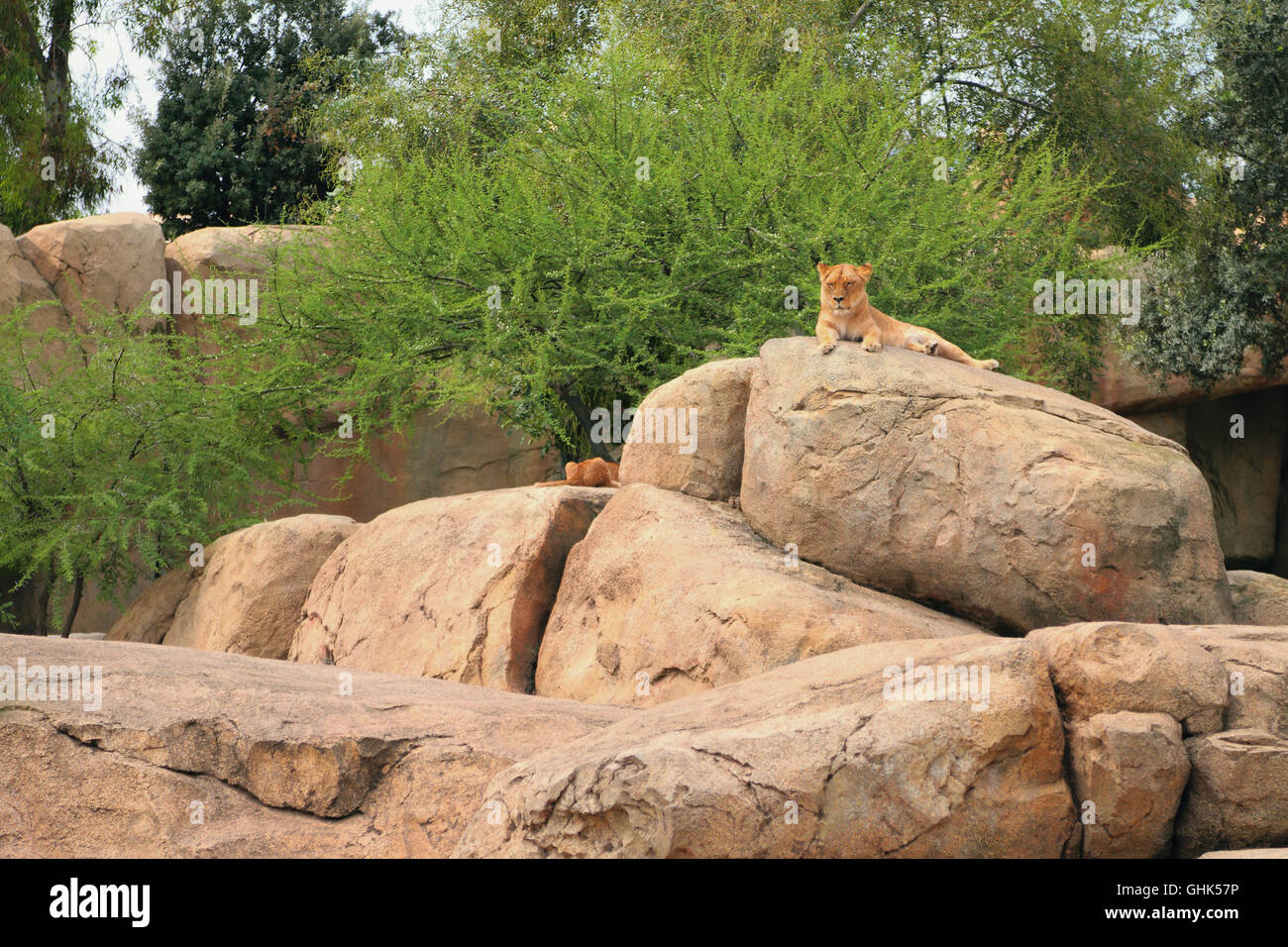 Boîtier Lions dans biopark. Valencia, Espagne Banque D'Images