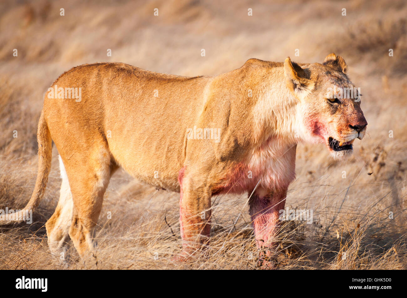 Lionne dans l'herbe sèche dans le Parc National d'Etosha en Namibie, Afrique Banque D'Images