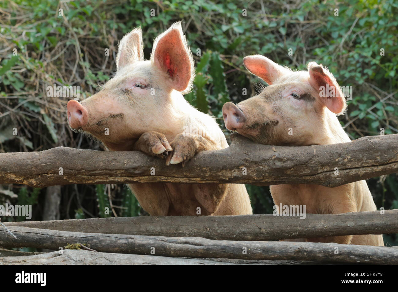 Deux curieux cochons dans une ferme Banque D'Images