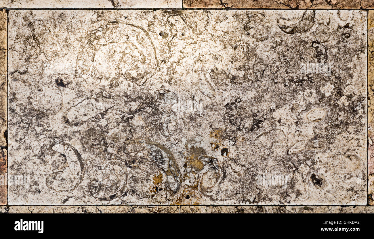 Détail d'une dalle calcaire fossilifère abondamment couvrant une grande partie de l'étage du Palais de Queluz, Portugal Banque D'Images