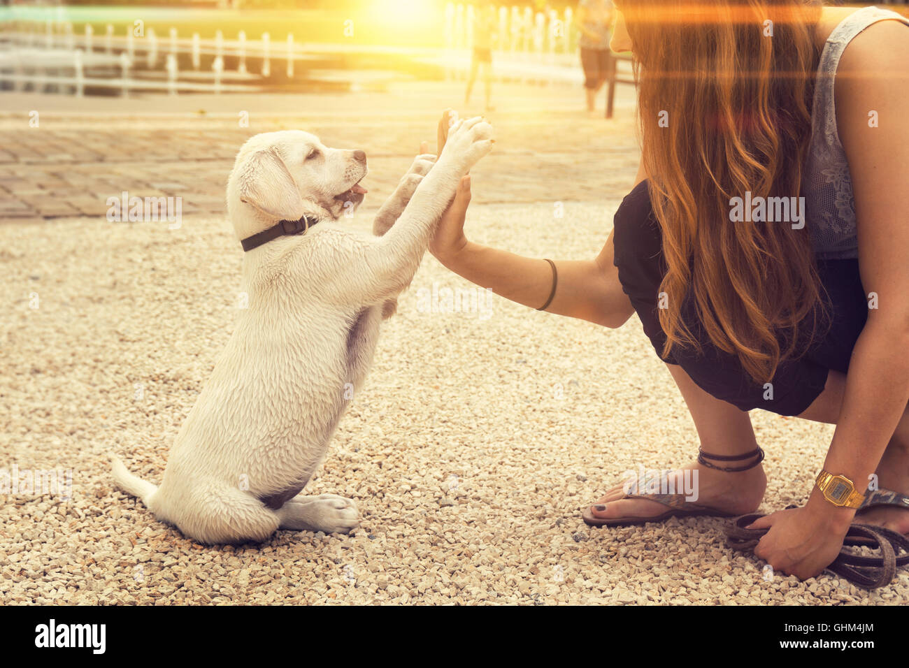 Labrador, chiot et jeune femme donner une haute cinq Banque D'Images