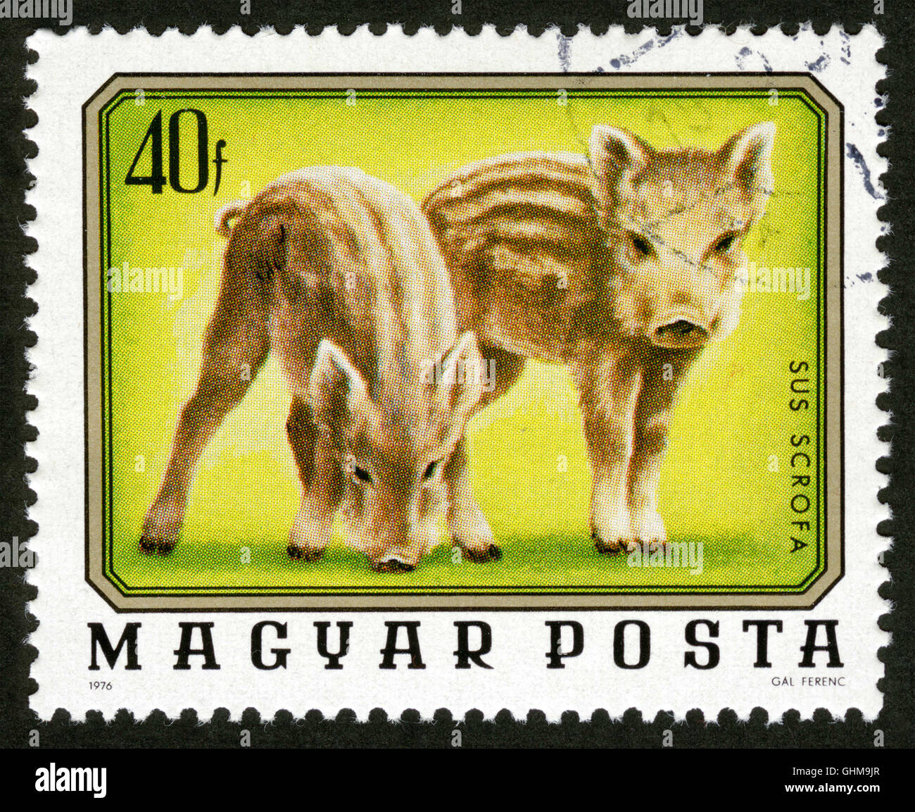 La Hongrie, post mark,stamp,sangliers, animaux, sus scrofa Banque D'Images