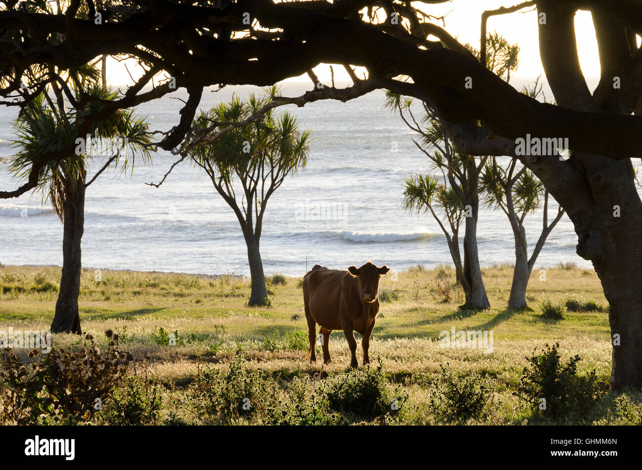 Steer et le chou arbres à Glenburn, Wairarapa, île du Nord, Nouvelle-Zélande Banque D'Images