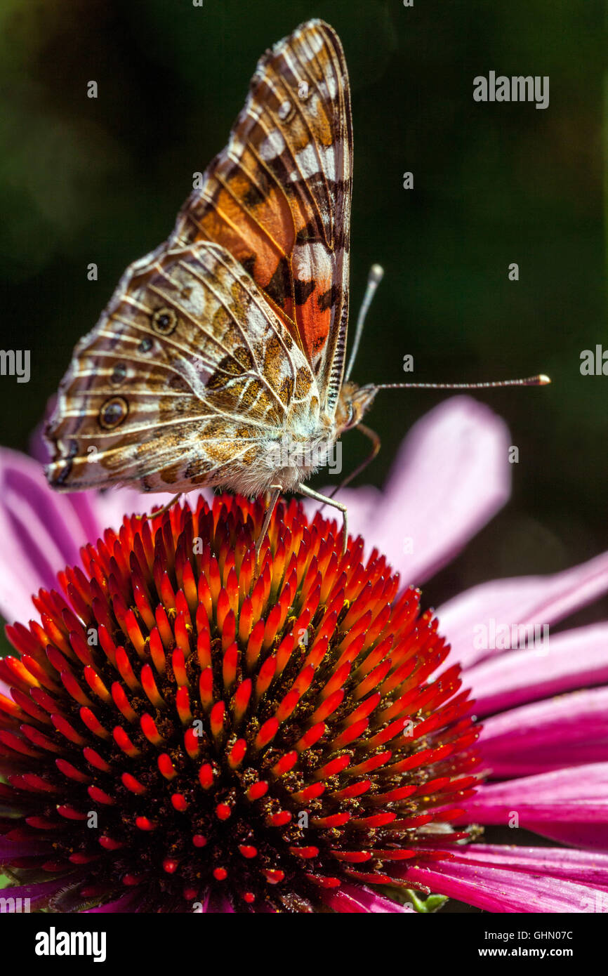 Peint papillon Vanessa cardui sur fleur de conée pourpre Echinacea purpurea Banque D'Images