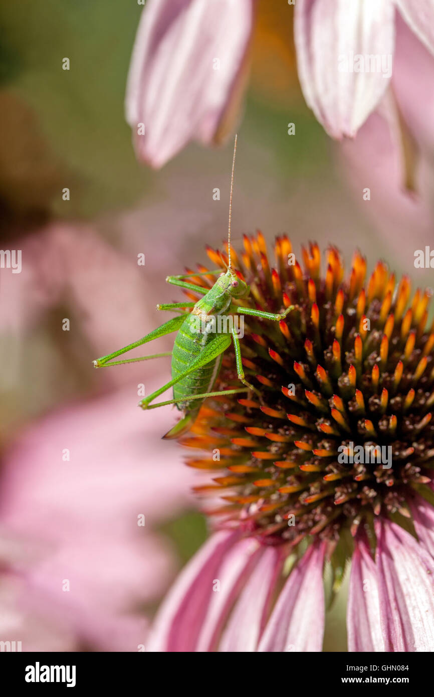 Tettigonia viridissima Grande nymphe verte de brousse-cricket sur Echinacea purpurea Purple Coneflower Close-up Flower insecte Closeup Cone Insect Nymphe Banque D'Images