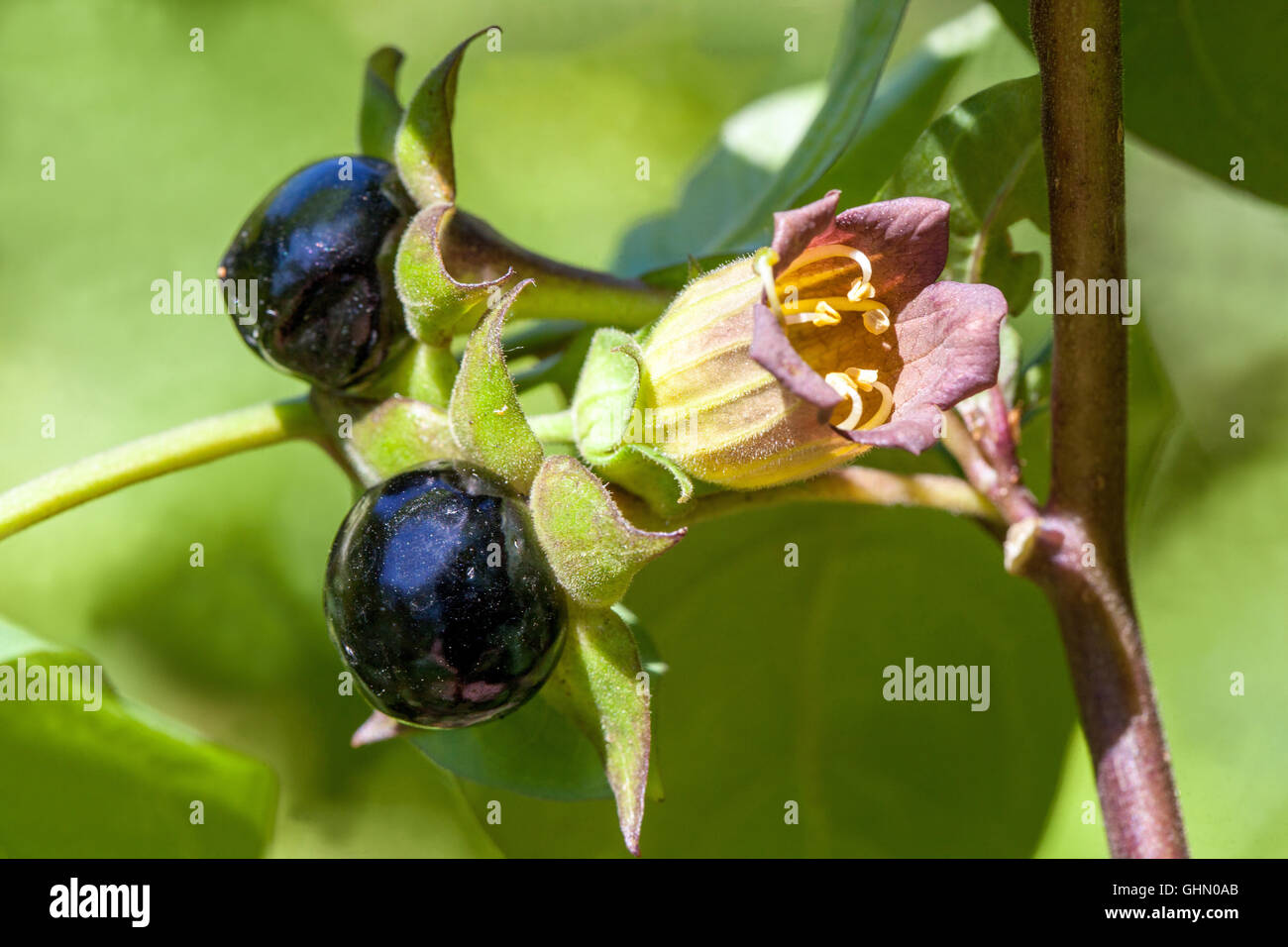 Mortels Nightshade, Atropa belladonna venimeux et plantes dangereuses venimeuses Banque D'Images