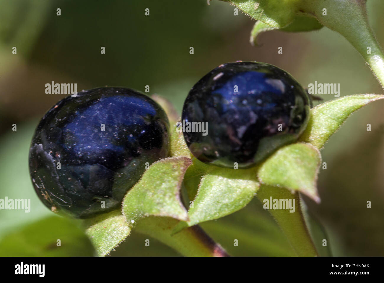 Belladone, Atropa belladonna plantes toxiques ou dangereuses Banque D'Images