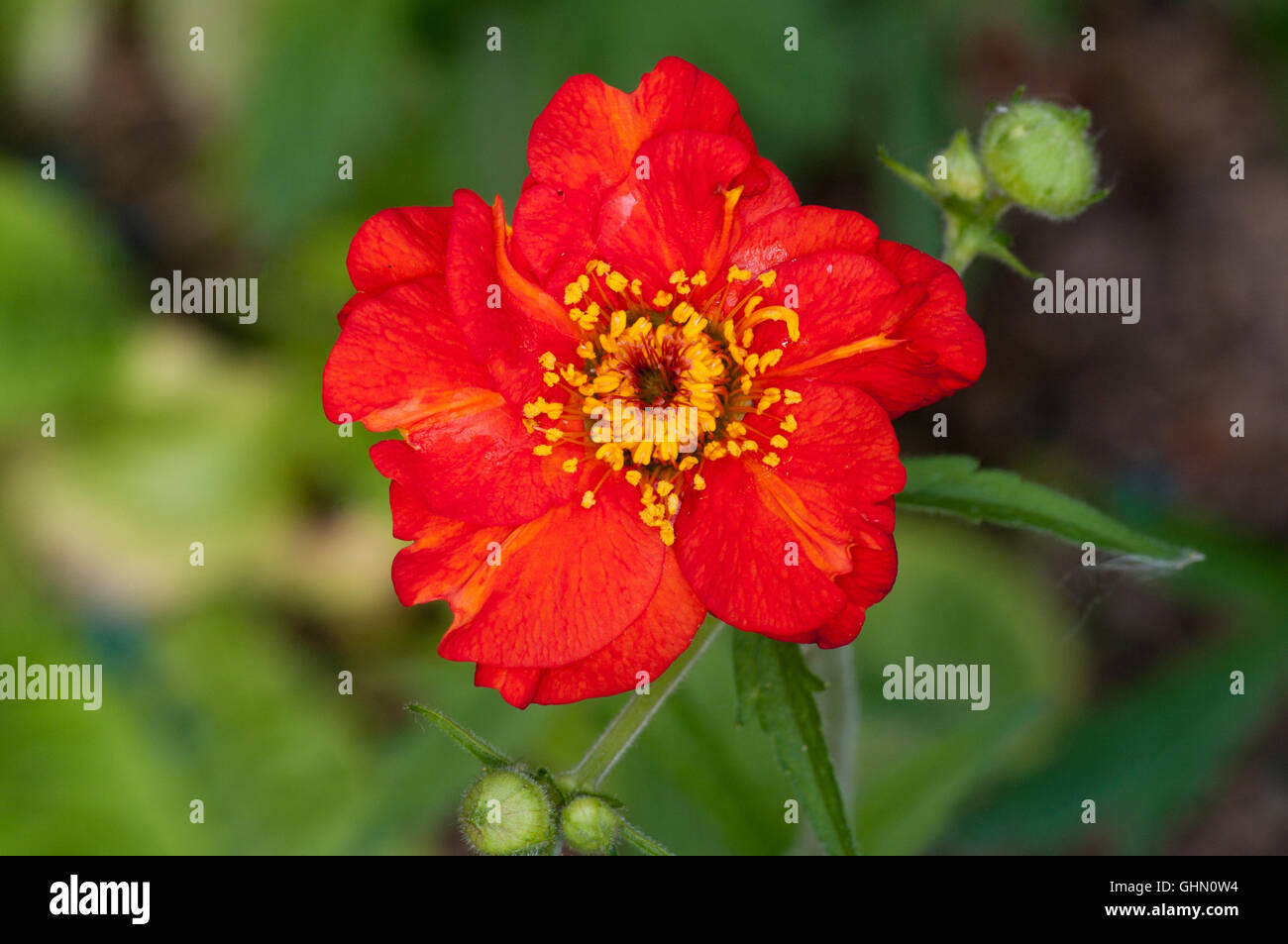 Geum Benoîte communément appelé fleur Banque D'Images