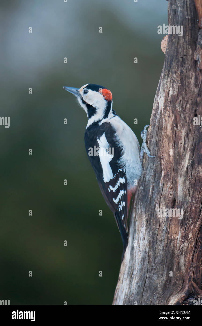 République Woodpecker Dendrocopos syriacus Bulgarie Banque D'Images