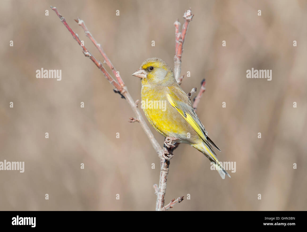 Verdier Carduelis chloris Bulgarie Banque D'Images