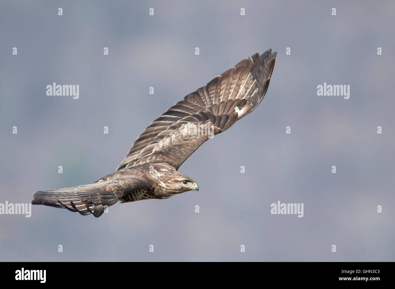 Buse variable Buteo buteo Bulgarie Banque D'Images