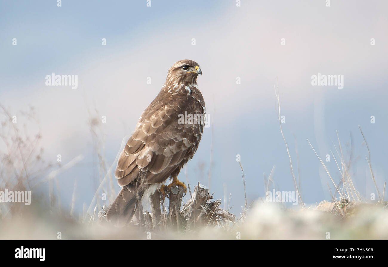 Buse variable Buteo buteo Bulgarie Banque D'Images