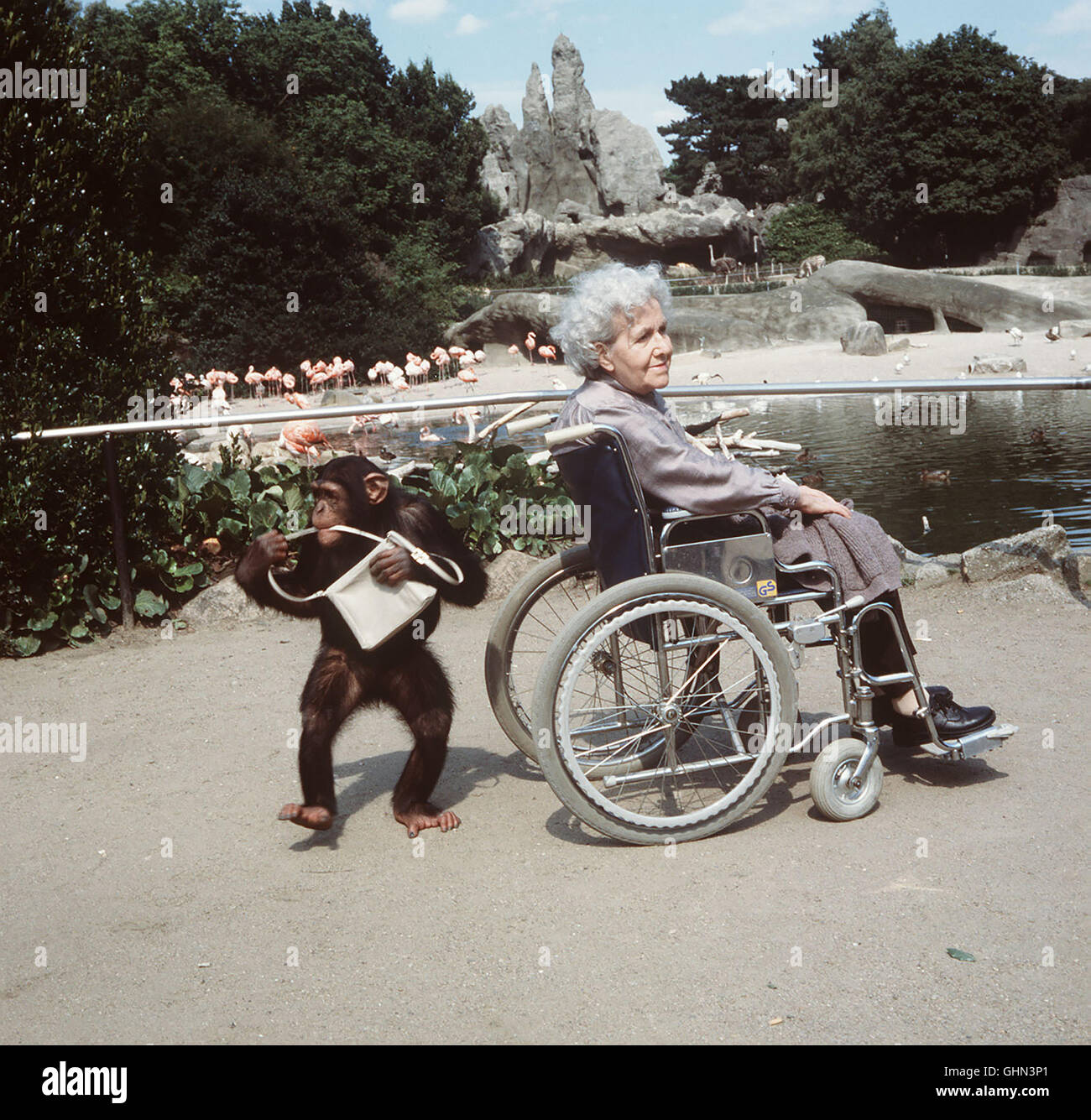 Emma Dahlen (TILLY BREIDENBACH) eine an den Rollstuhl gefesselte alte Dame, hat ein Herz für tiere. Un ausgerückter Schimpanse klaut ihr die Handtasche Tierpark im ... Regie : Hans-Werner Schmidt aka. Affentheater Banque D'Images