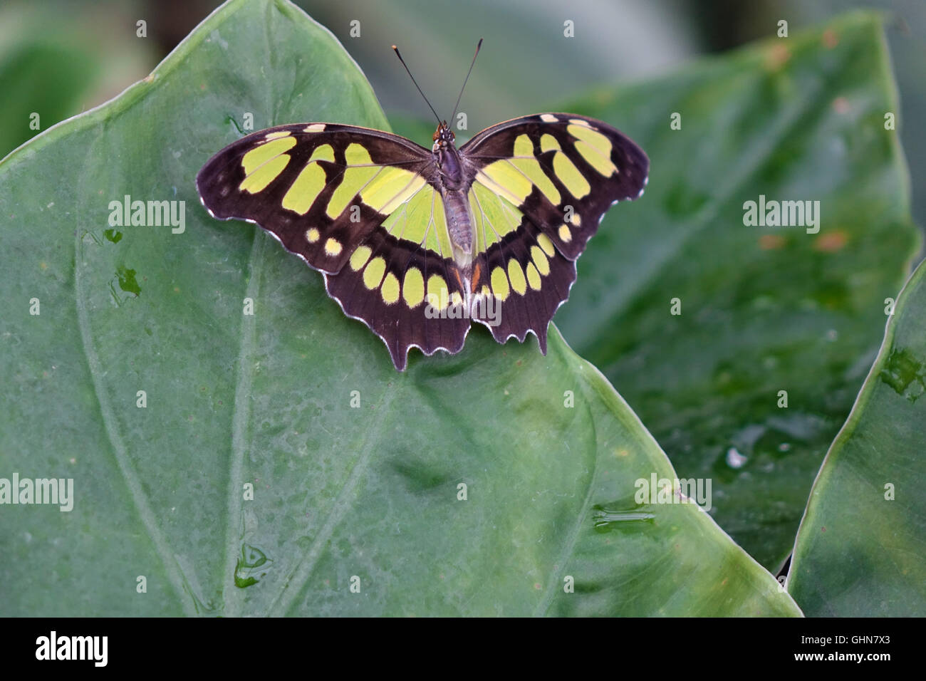 Papillon noir et jaune Photo Stock - Alamy
