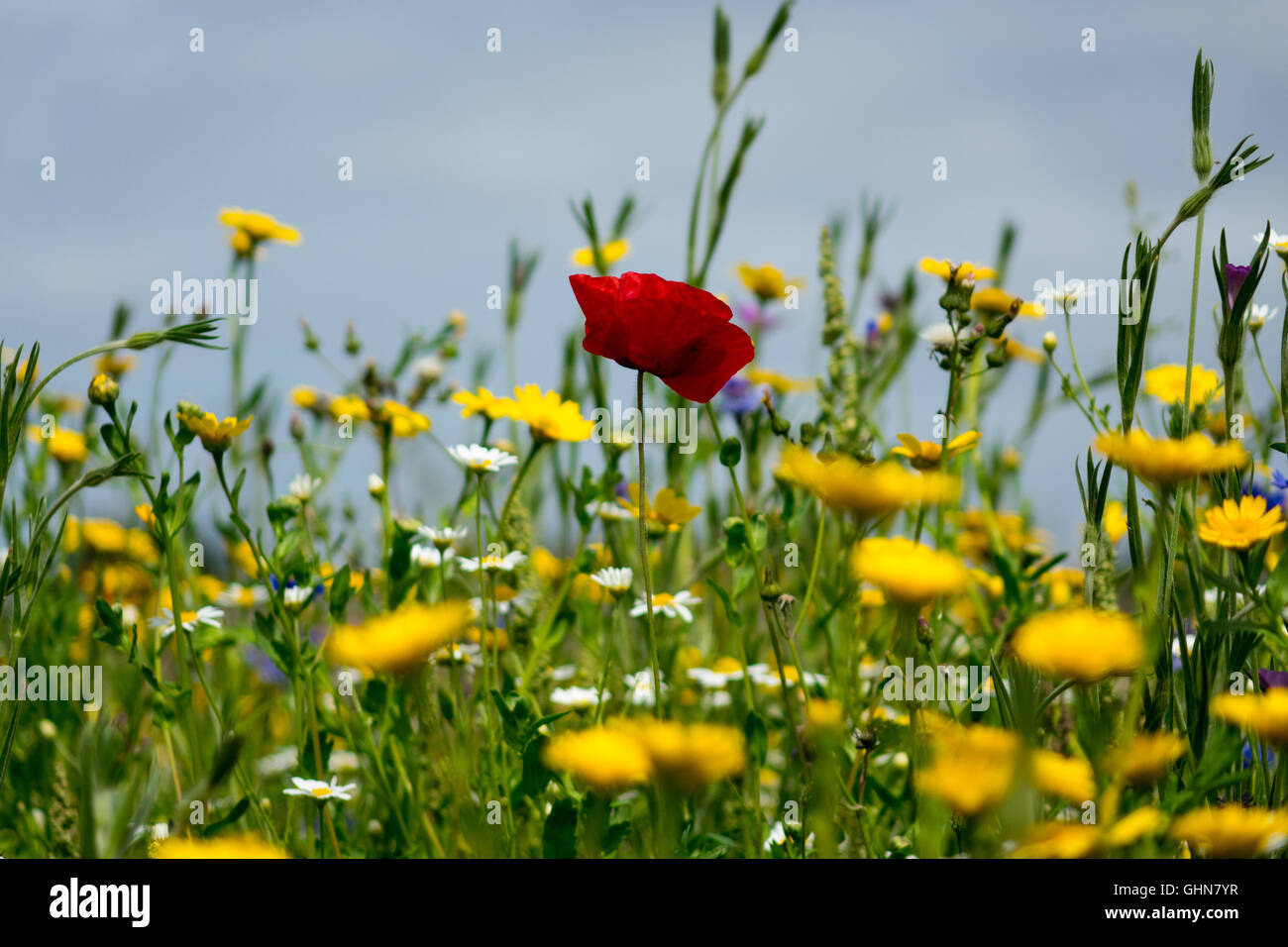 Pavot Rouge en jaune les fleurs sauvages Banque D'Images